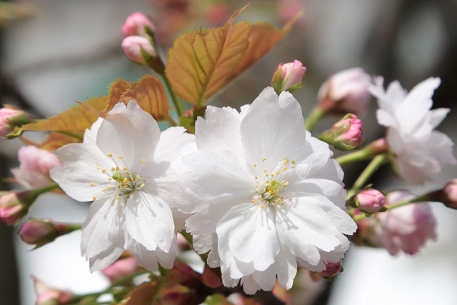 奈良八重桜（ならやえざくら）