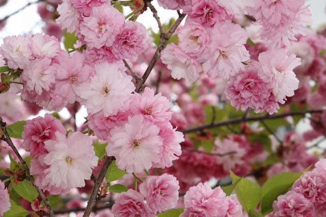 松前琴糸桜（まつまえこといとざくら）