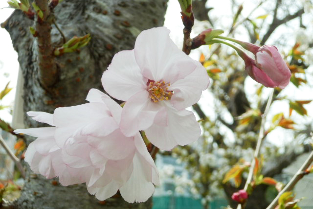 造幣局 : 桜の通り抜け（大阪）