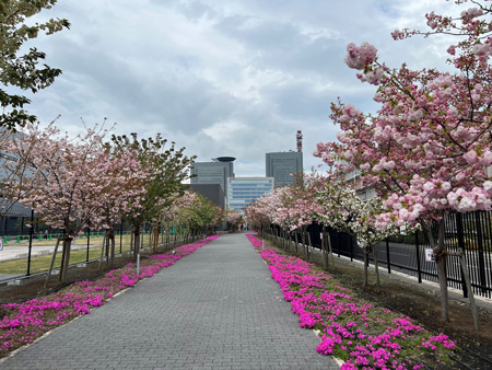 （写真）令和5年4月の桜のさんぽ道の様子