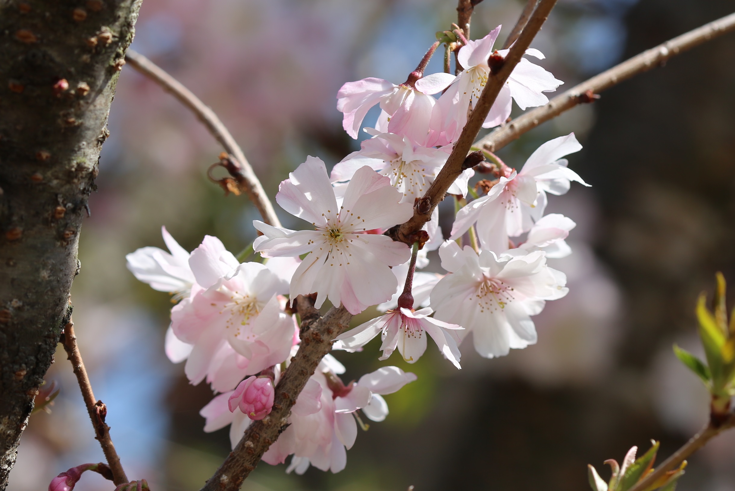 十月桜の画像
