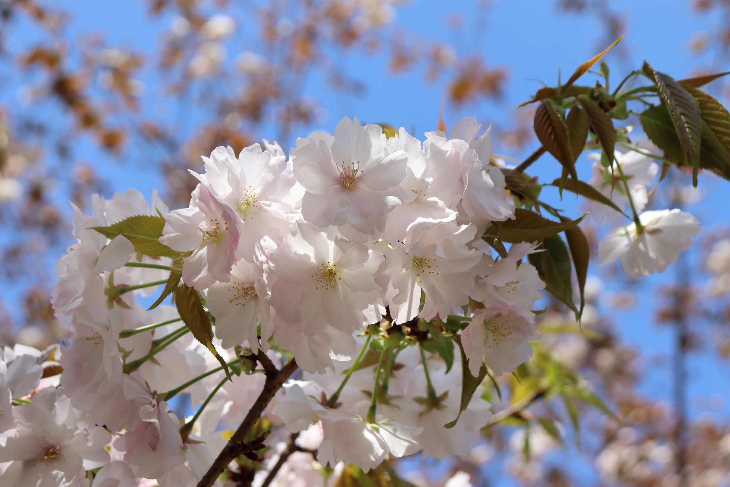 加計桜の画像