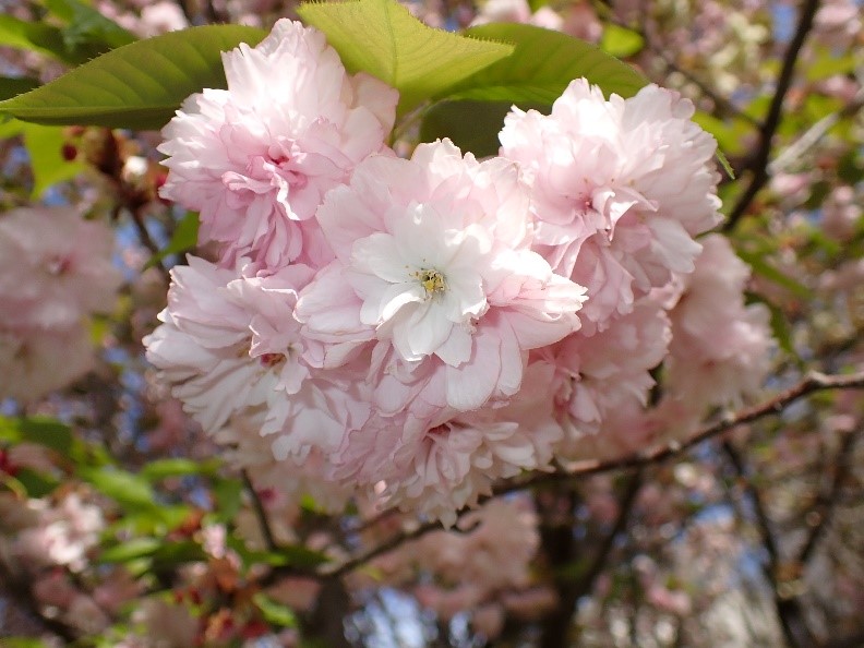 火打谷菊桜の画像