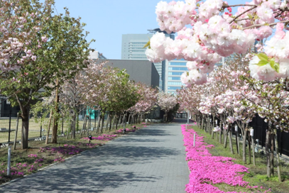（写真）令和6年4月の桜のさんぽ道の様子