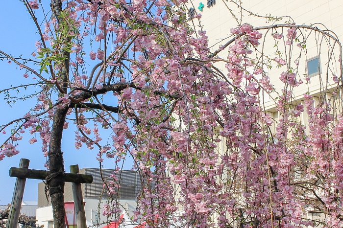 納得できる割引 造幣局 : 花のまわりみち（広島） コレクション
