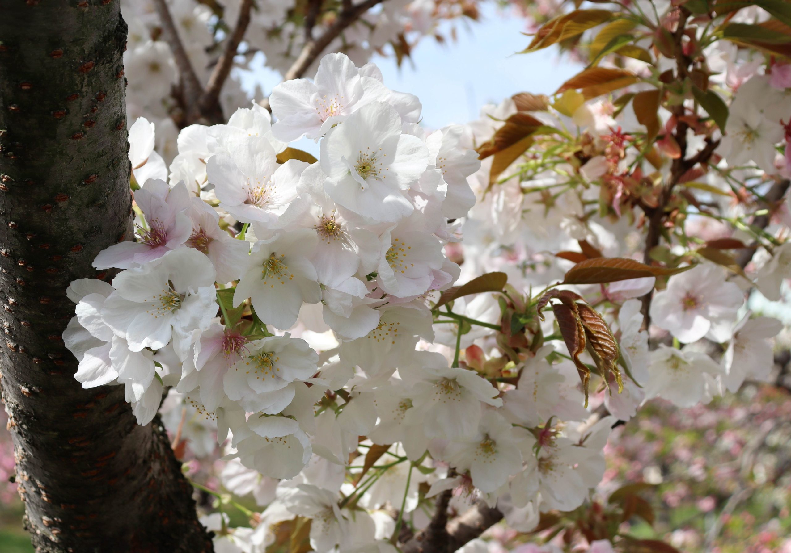 御室有明の画像