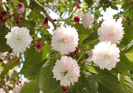 福桜の画像