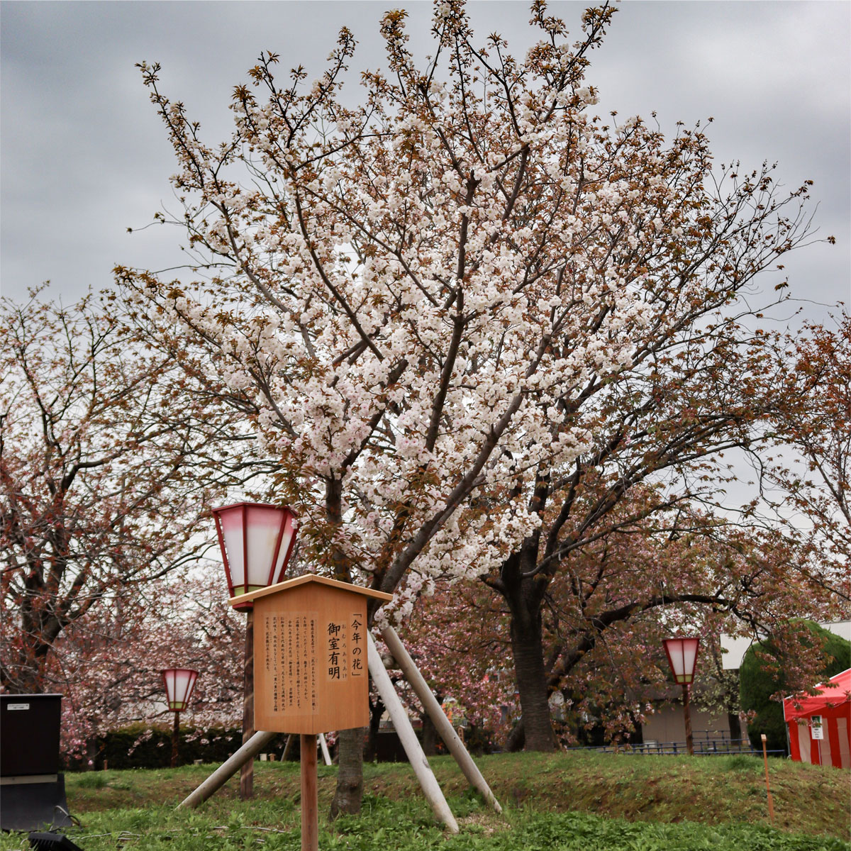 御室有明の写真