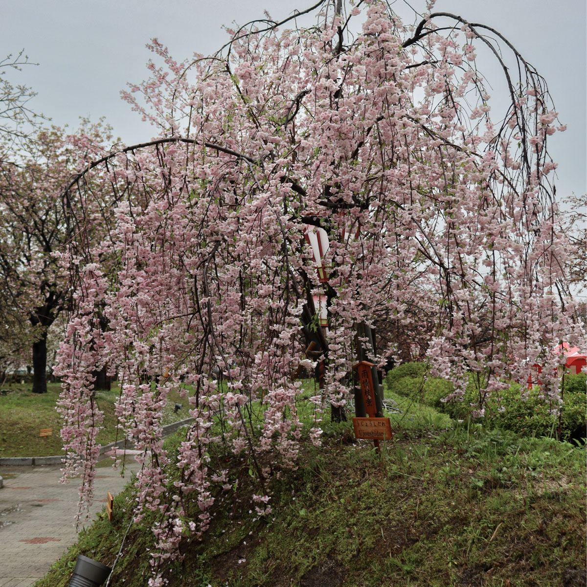 雨情枝垂の写真