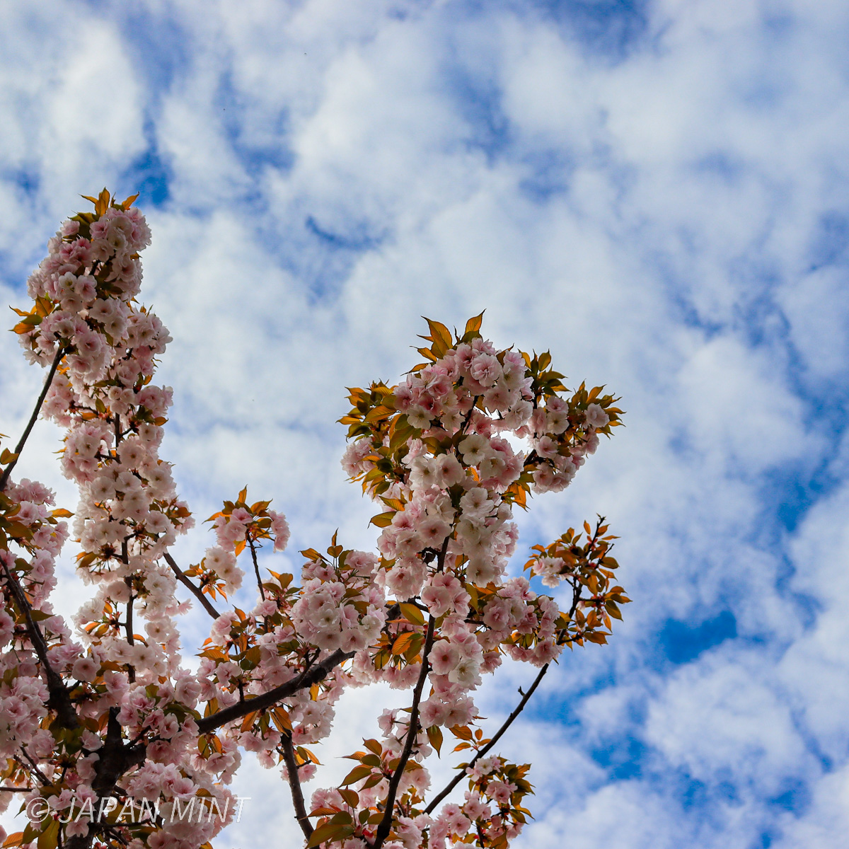 御室有明の写真