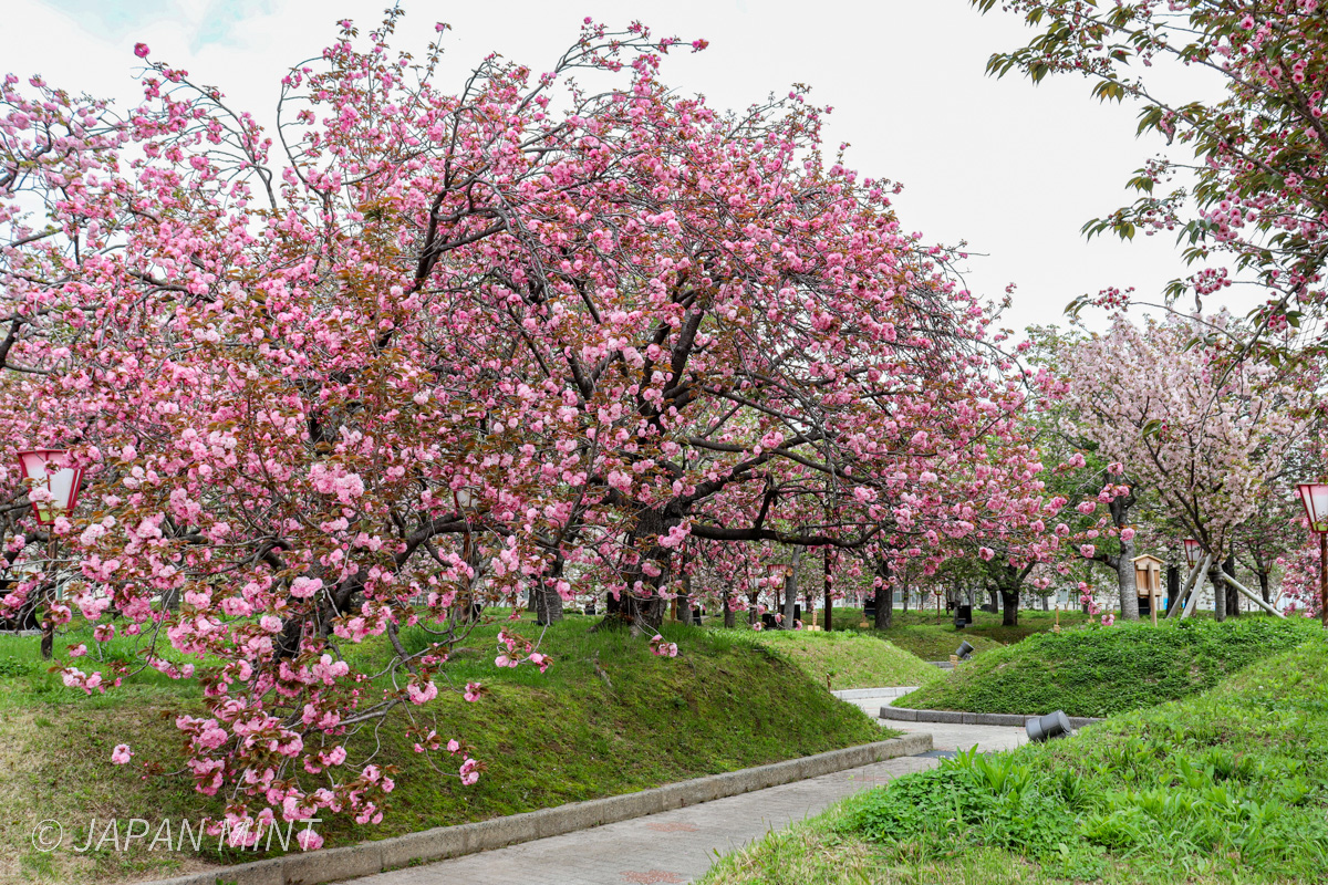 花のまわりみちの風景の写真（令和8年4月14日撮影）