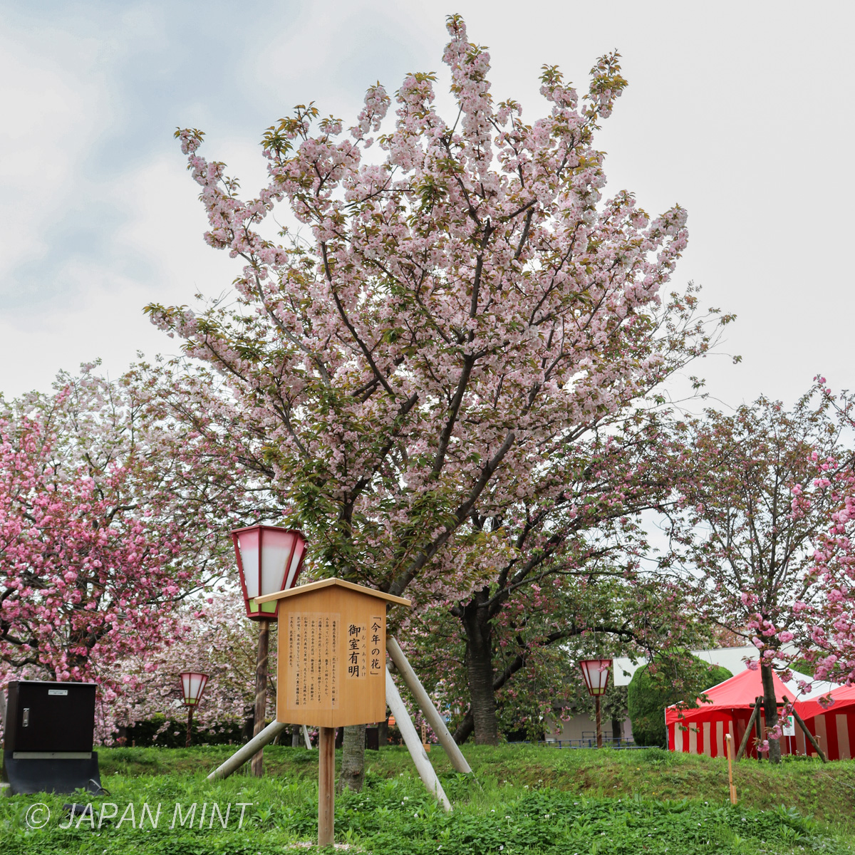 御室有明の写真