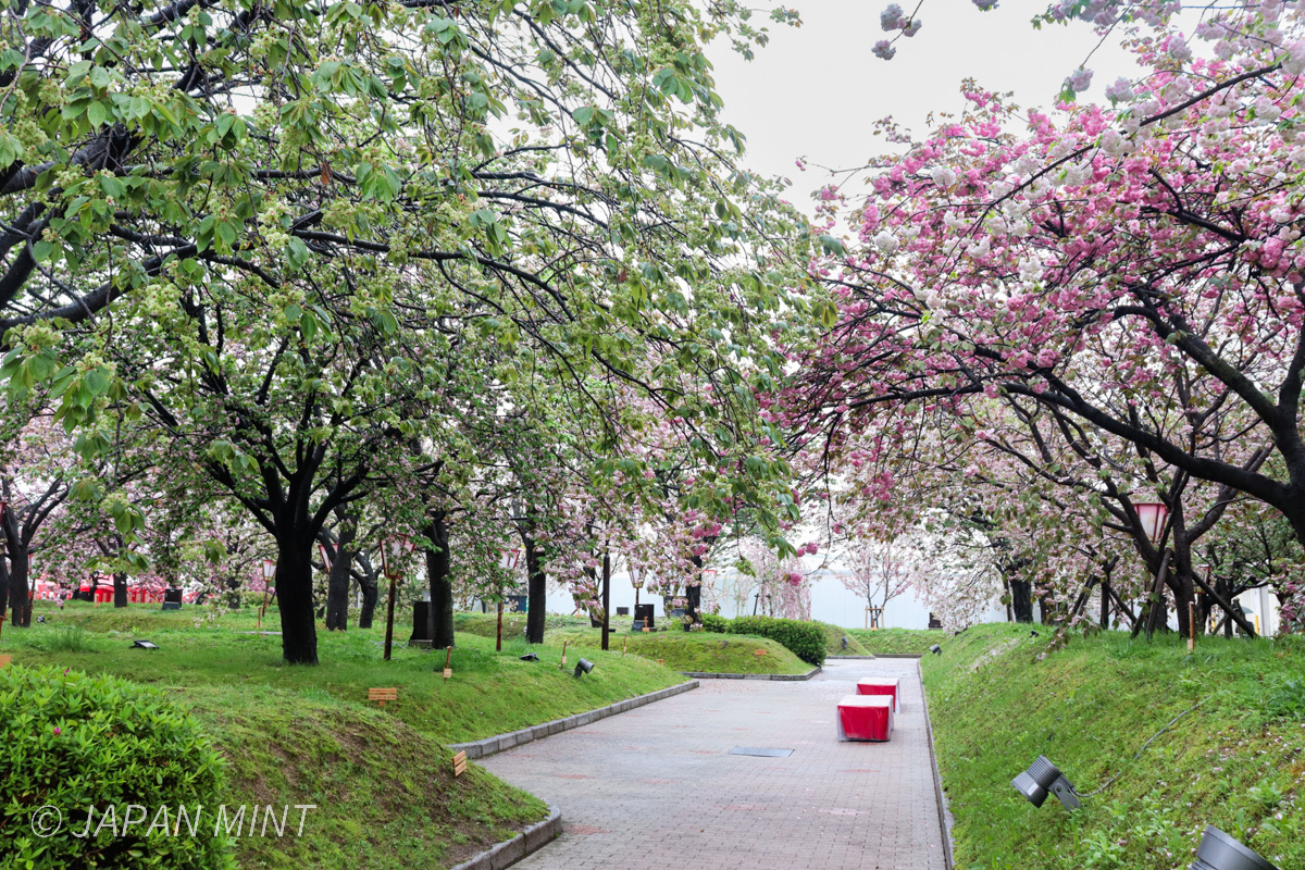 花のまわりみちの風景の写真（令和8年4月15日撮影）
