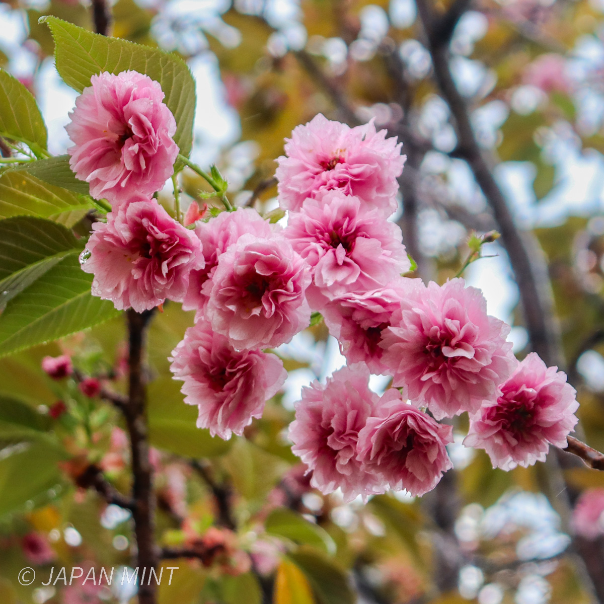 二尊院普賢象の写真