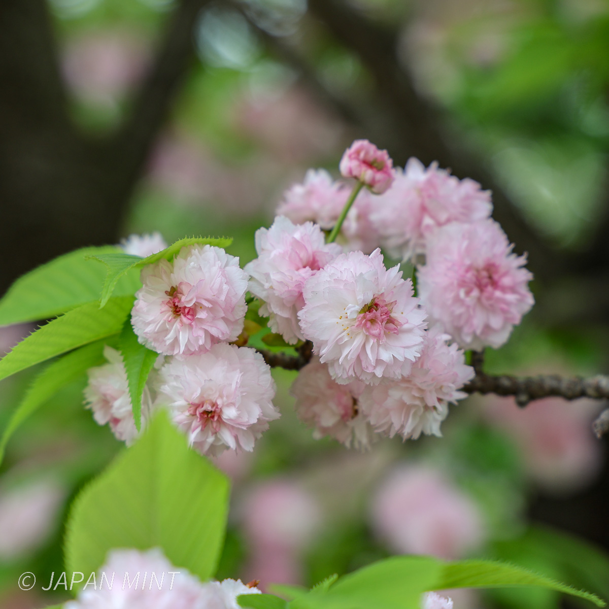 兼六園菊桜の写真