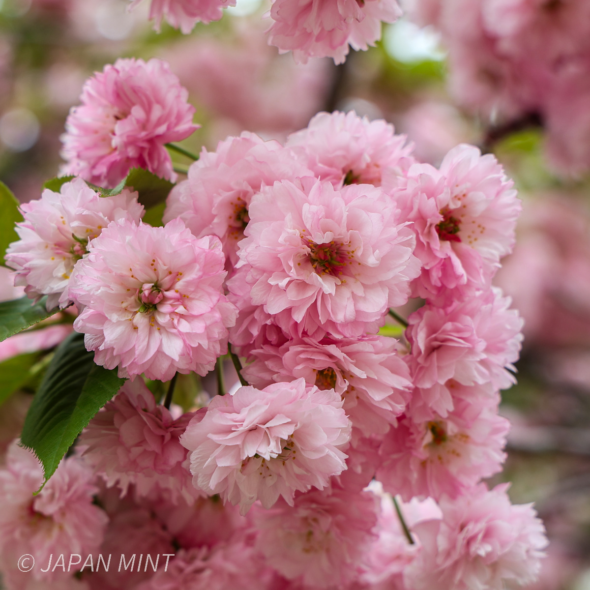 数珠掛桜の写真