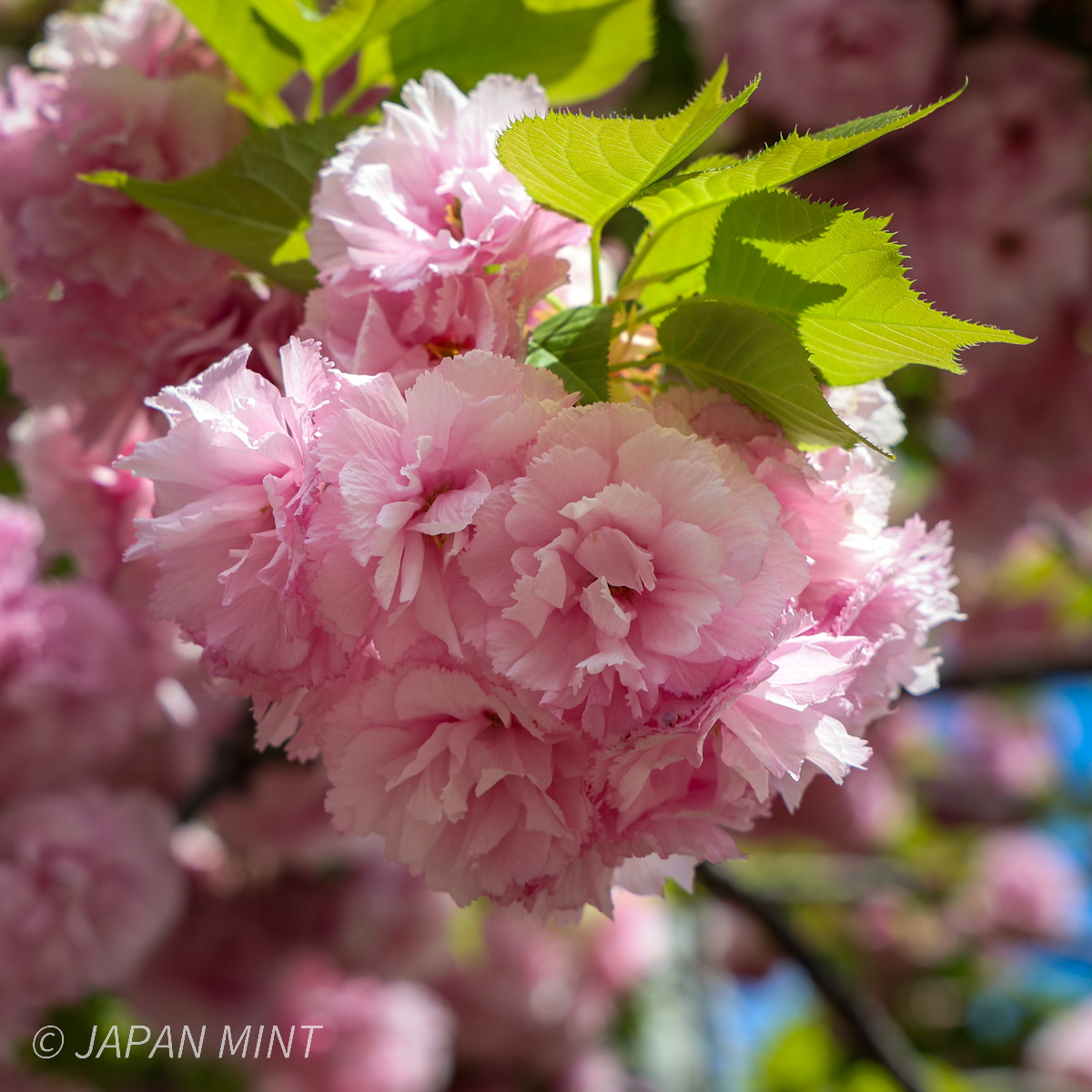 松前紅紫の写真