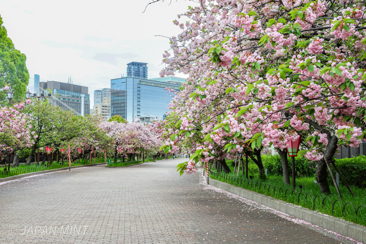 桜の通り抜けの様子（4月15日撮影）
