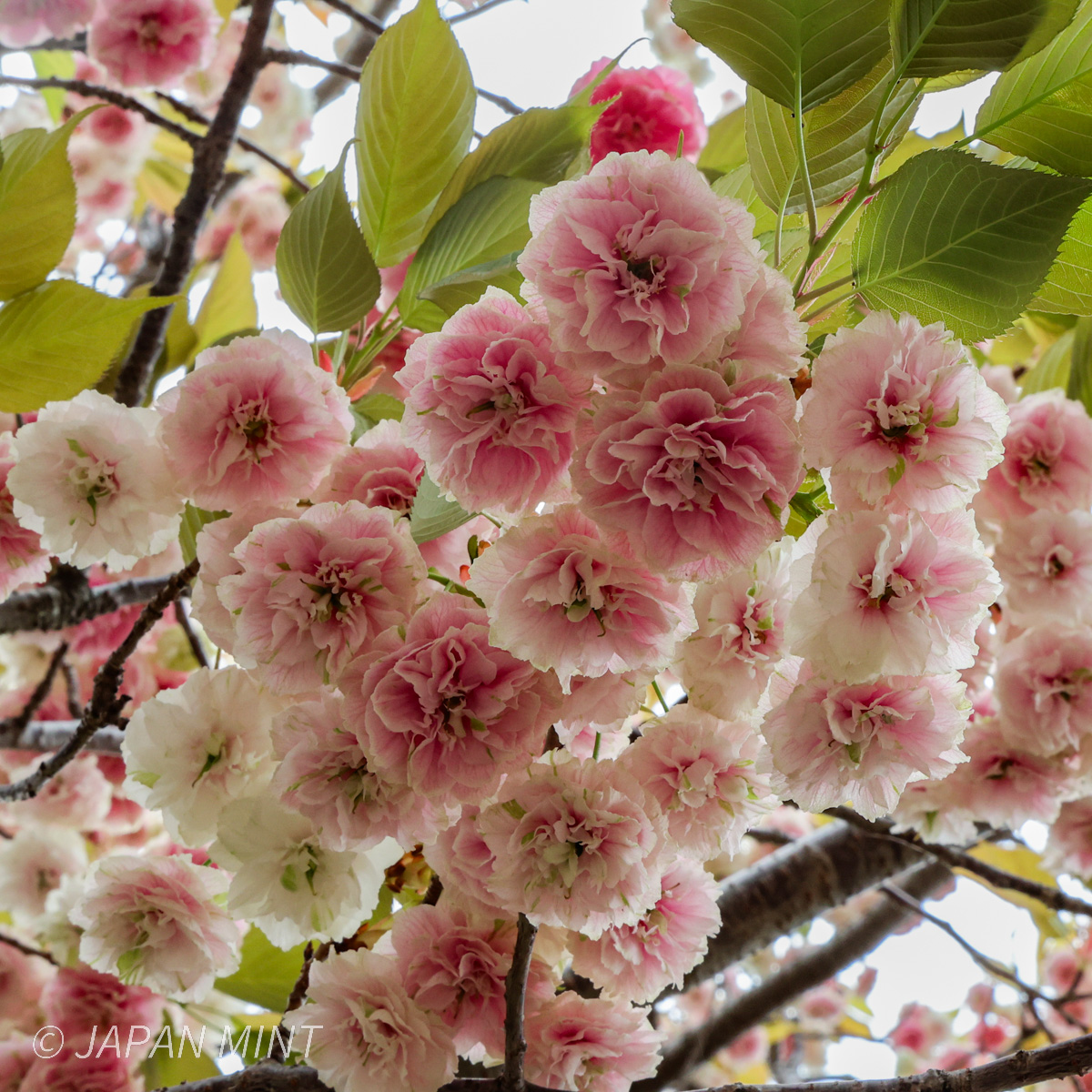 園里黄桜の写真