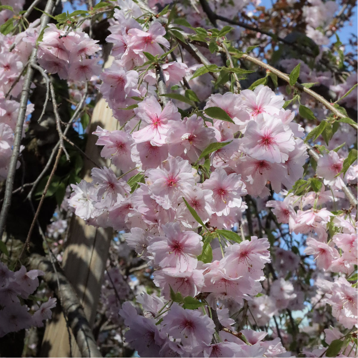 雨情枝垂の写真