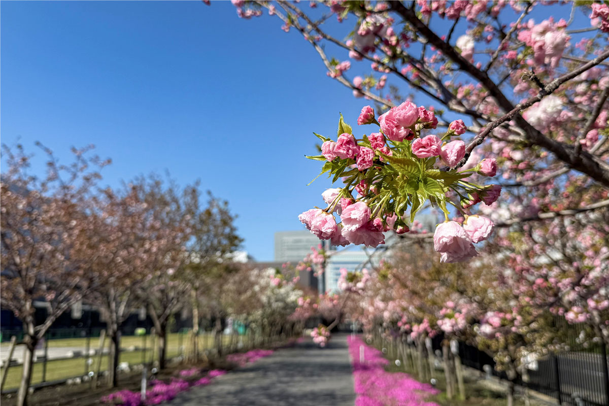 桜のさんぽ道の様子（4月8日撮影）