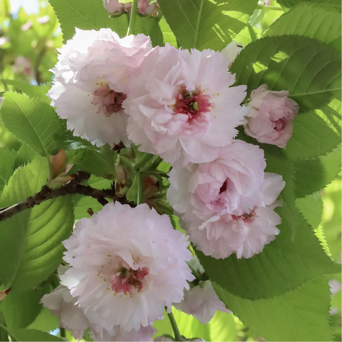 兼六園菊桜の写真