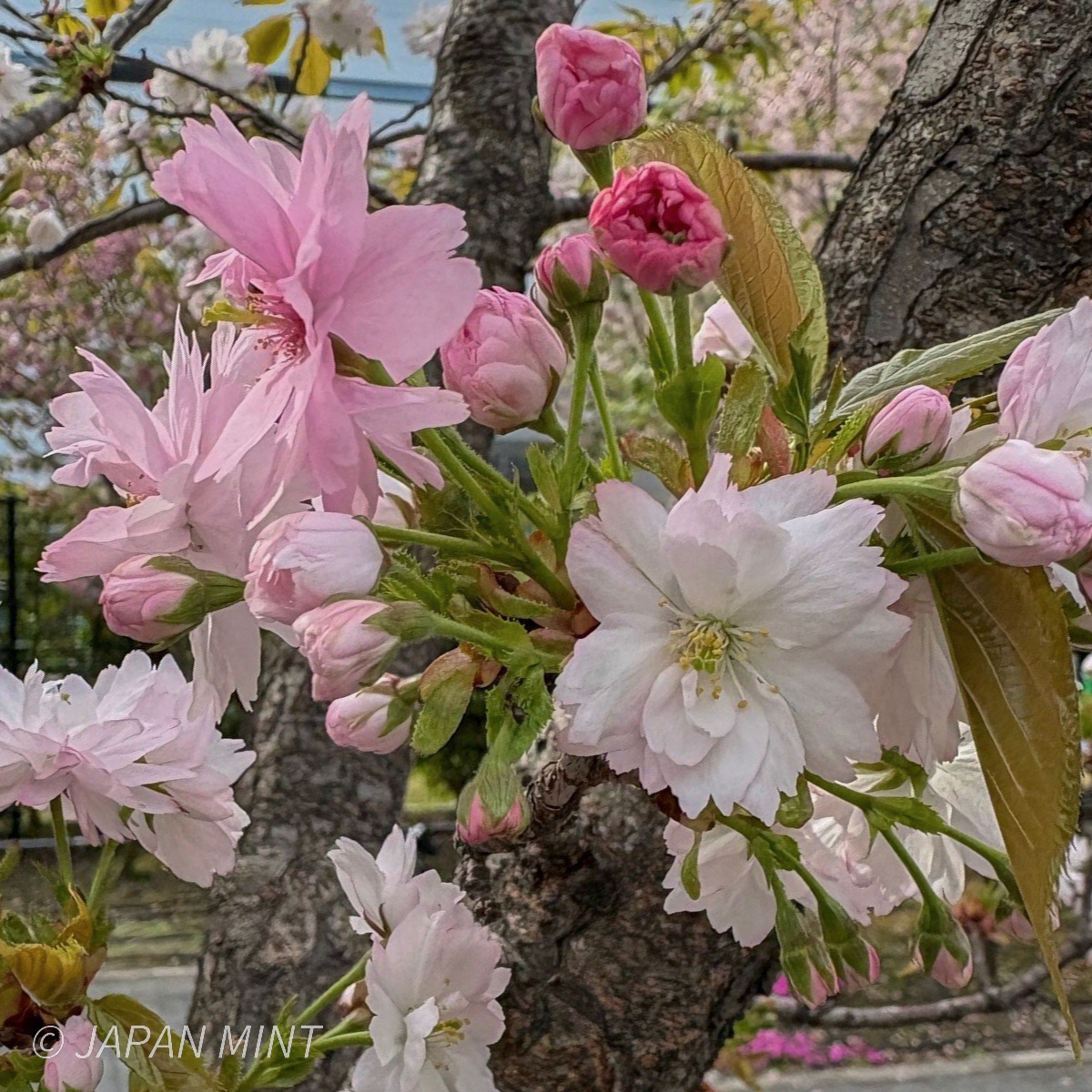 奈良八重桜の写真