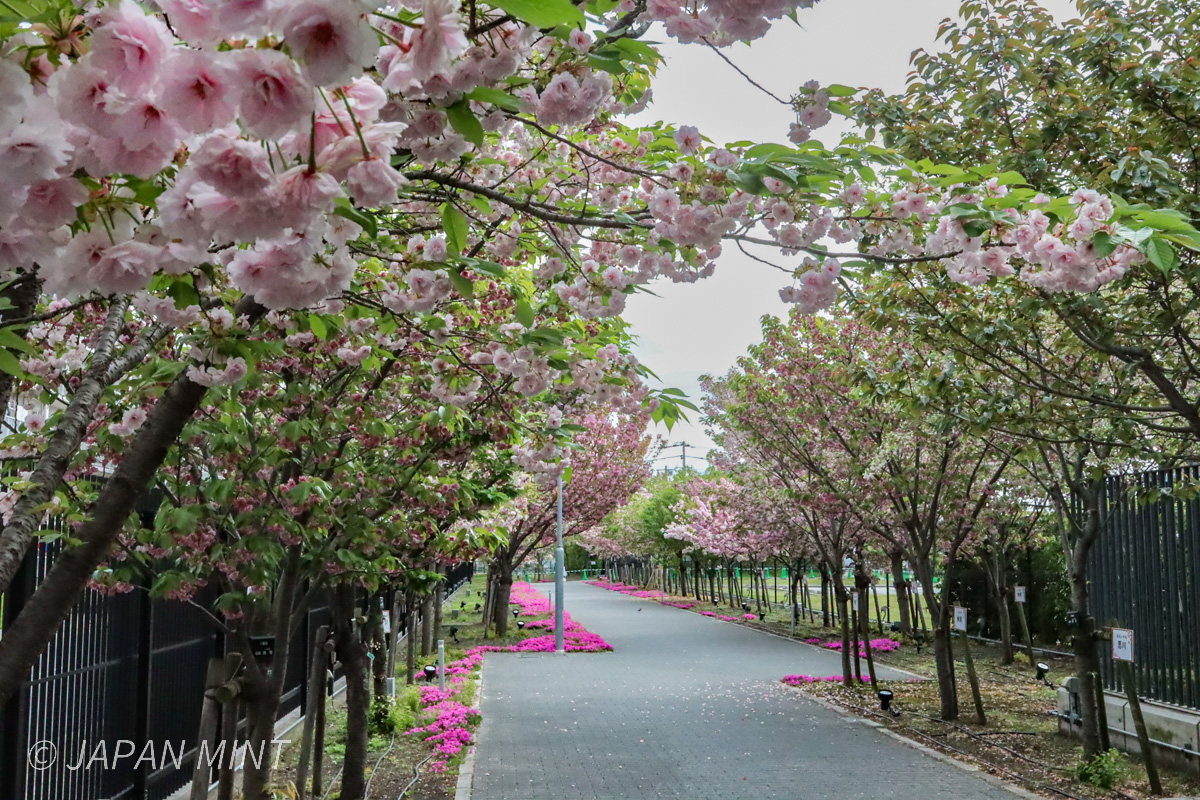 一葉と桜のさんぽ道の様子（4月14日撮影）