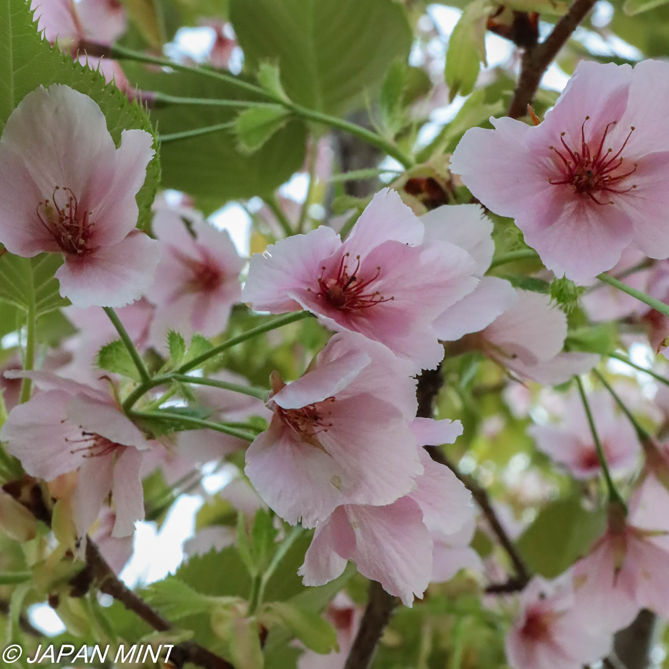 大島桜の写真