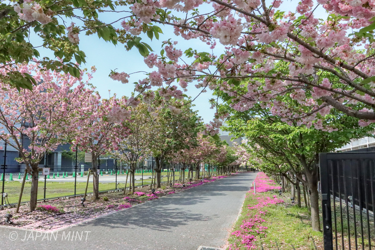 桜のさんぽ道の様子（4月17日撮影）