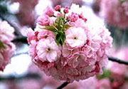 Image of Cherry Blossoms