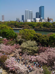 Image of Cherry Blossoms in Tokyo