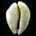 Image of Shell Coin, Ancient